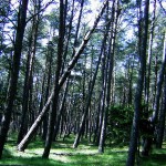 Ліс у Словінському національному парку