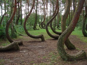 Кривий ліс в Польщі