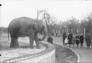 Слон на подіумі, 1933 рік. Варшавський зоопарк